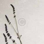 The future of online yoga classes